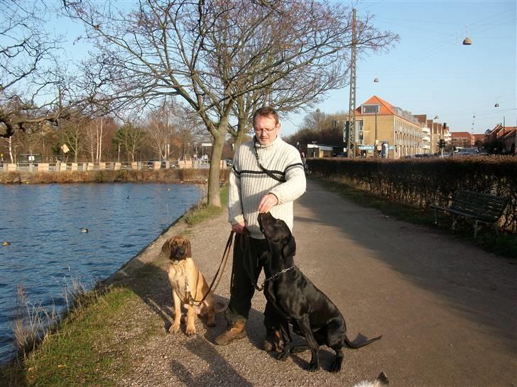 Grand danois Knud billede 11