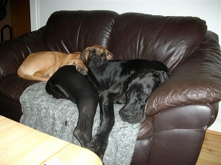 Grand danois Knud - Mine to pragtfulde og trætte hunde ;o) billede 12