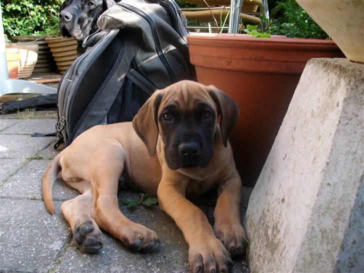 Grand danois Knud billede 13