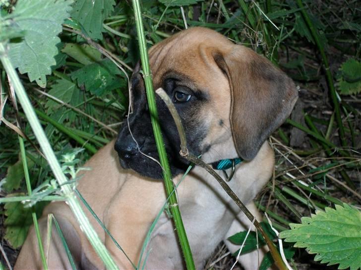 Grand danois Knud billede 14