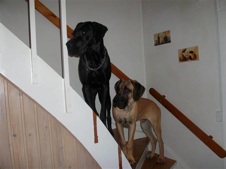 Grand danois Knud billede 15