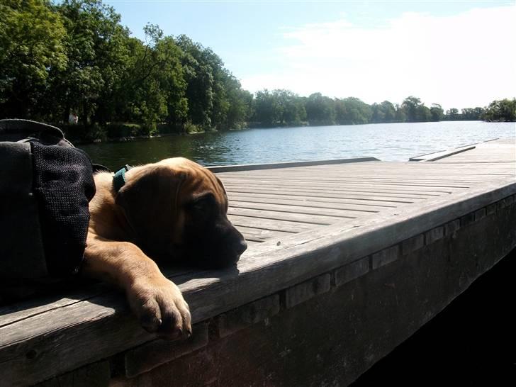 Grand danois Knud billede 16