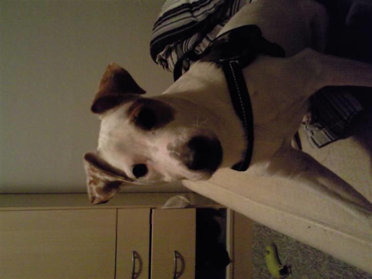 Jack russell terrier Bowie billede 13