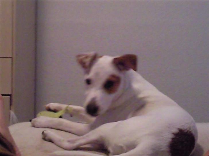 Jack russell terrier Bowie - NYT billede 14