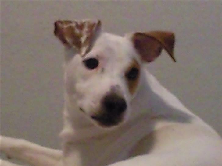 Jack russell terrier Bowie - NYT billede 15