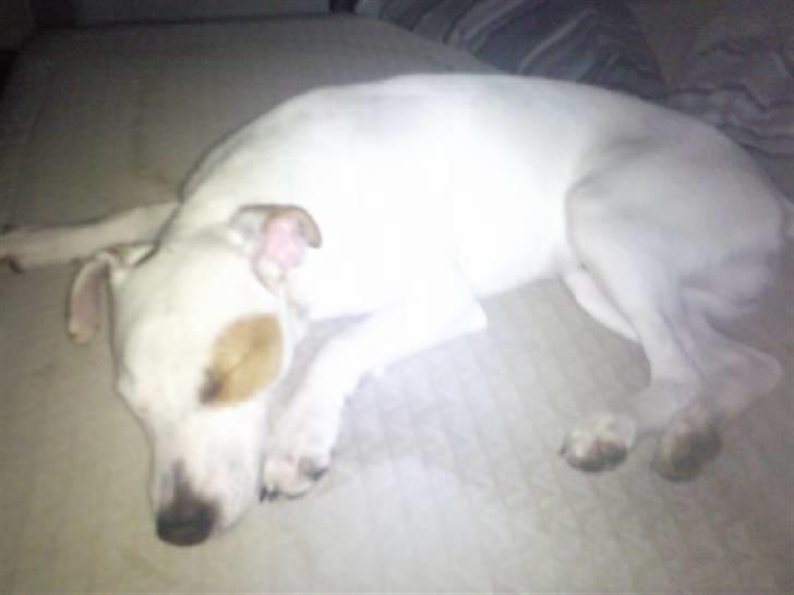 Jack russell terrier Bowie - NYT billede 16