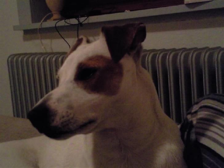 Jack russell terrier Bowie - NYT billede 17