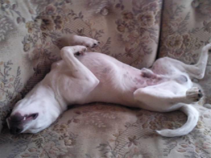 Jack russell terrier Bowie - NYT billede 18