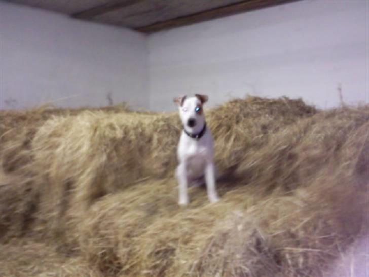 Jack russell terrier Bowie - NYT billede 19