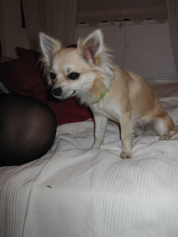 Chihuahua Mateus billede 11