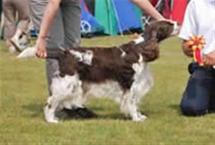 Engelsk springer spaniel Nulletullen - BIR og DKCH billede 5
