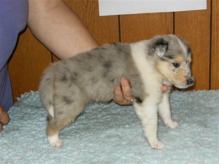 Collie langhåret Bonnie las - Bonnie Las som 4 uger billede 1