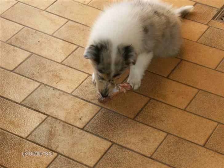 Collie langhåret Bonnie las - Bonnie´s første gnaveben billede 2