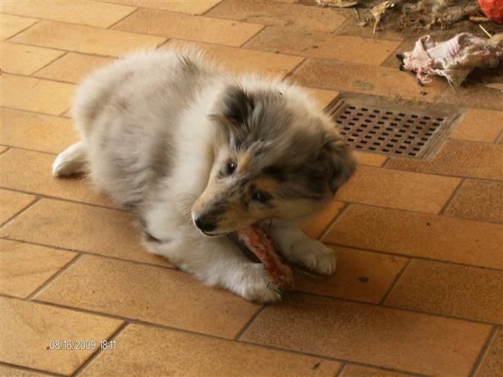 Collie langhåret Bonnie las billede 3