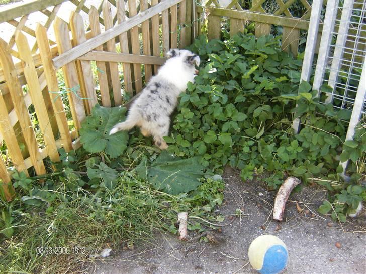 Collie langhåret Bonnie las billede 4