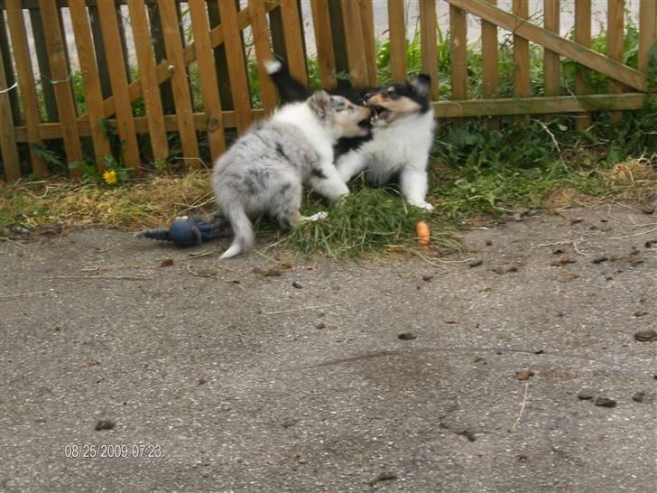 Collie langhåret Bonnie las - Bonnie leger med sin søster Bella billede 5