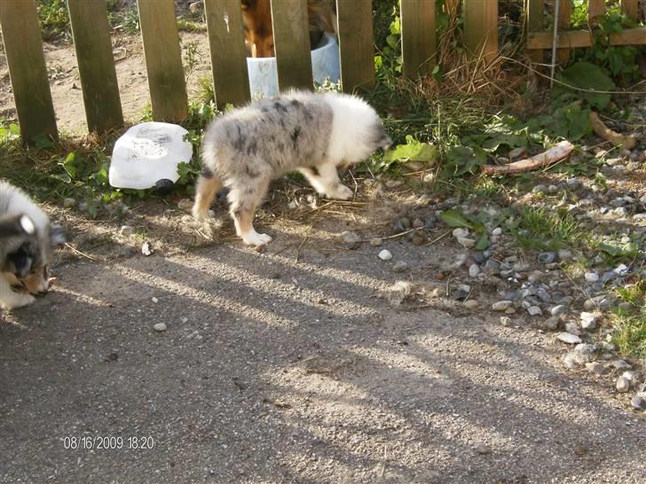 Collie langhåret Bonnie las billede 6