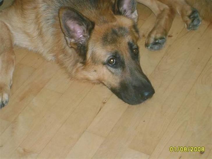 Schæferhund Silver billede 1