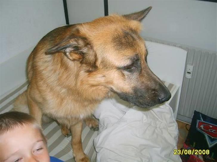 Schæferhund Silver billede 2