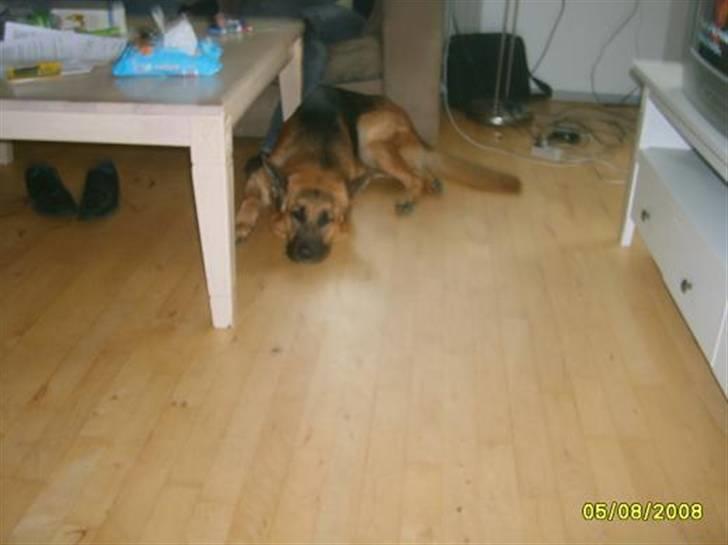 Schæferhund Silver billede 3