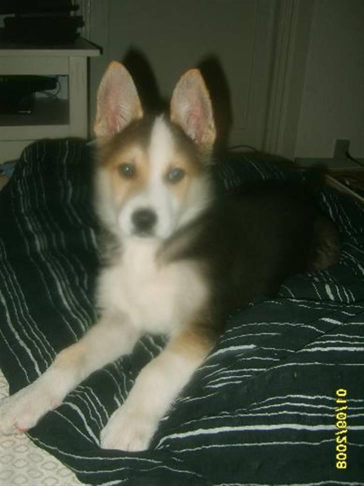 Blanding af racer Hero *udtales dansk*  billede 1