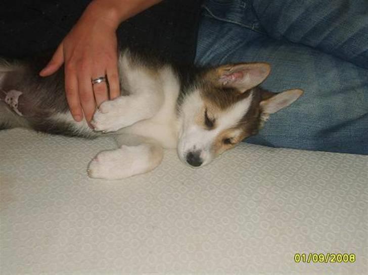 Blanding af racer Hero *udtales dansk*  billede 2