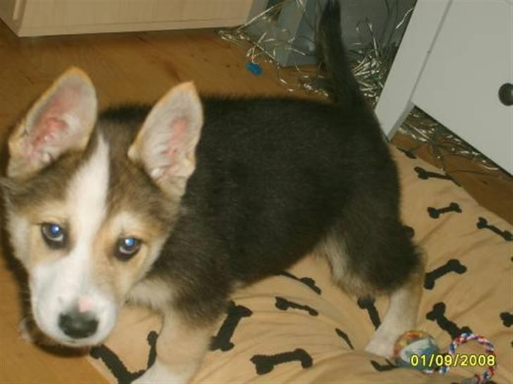 Blanding af racer Hero *udtales dansk*  billede 3