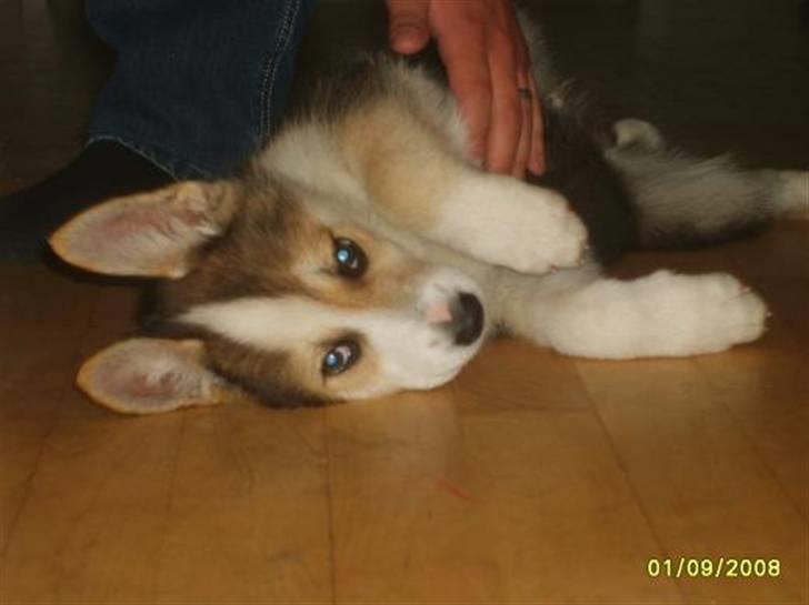 Blanding af racer Hero *udtales dansk*  billede 4