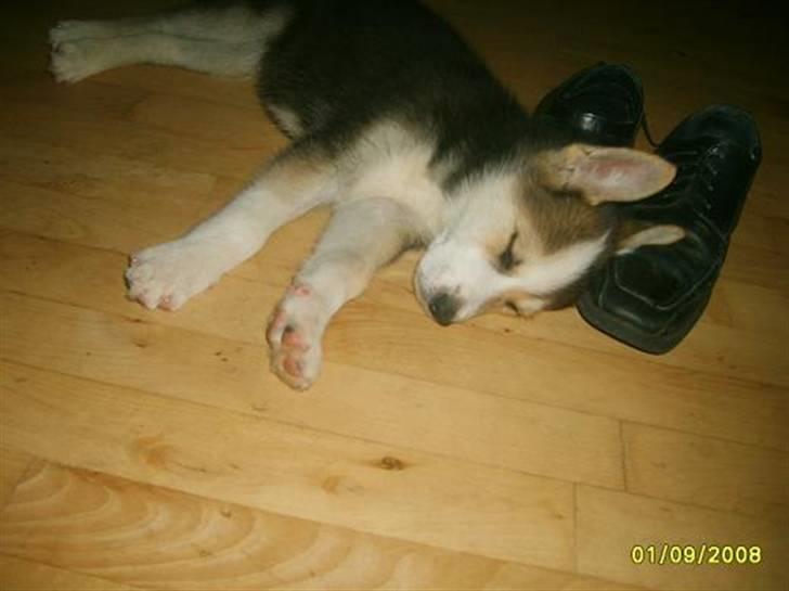 Blanding af racer Hero *udtales dansk*  billede 5