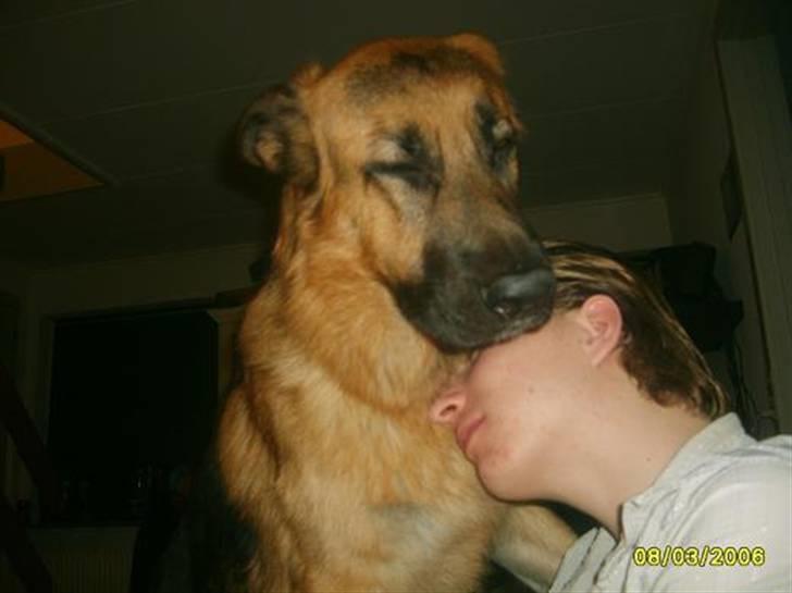 Schæferhund Silver billede 4