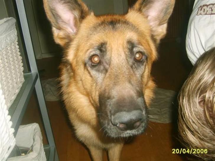 Schæferhund Silver billede 5