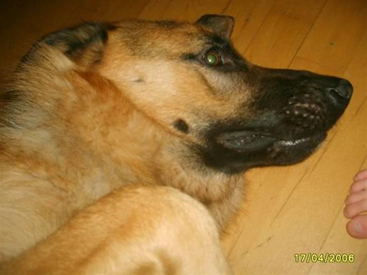 Schæferhund Silver billede 6