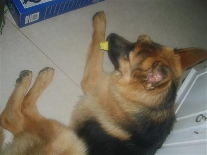 Schæferhund Silver billede 7