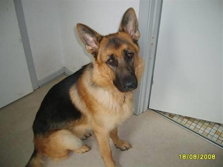 Schæferhund Silver billede 8