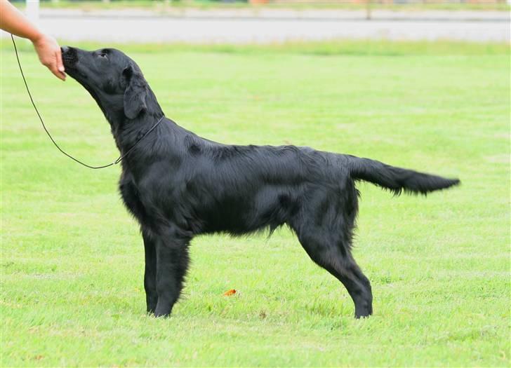 Flat coated retriever Bailey - 6 mdr. billede 13