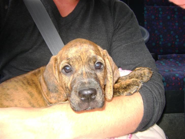 Blanding af racer Bella - Bortadopteret billede 2