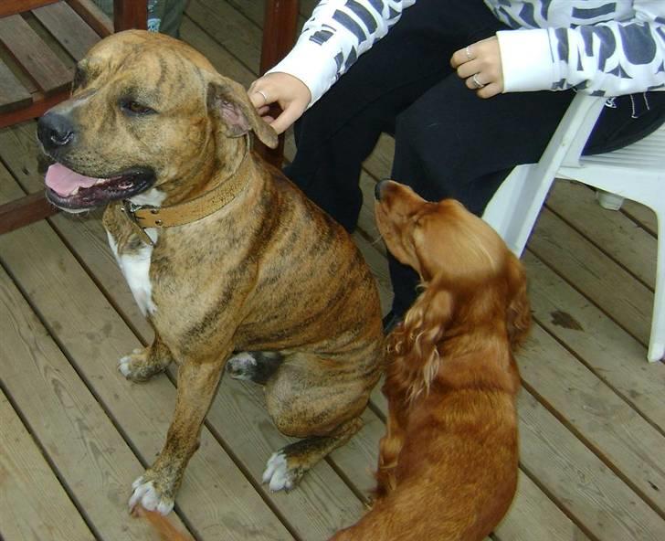 Blanding af racer Bella - Bortadopteret - Far og mor :) billede 3