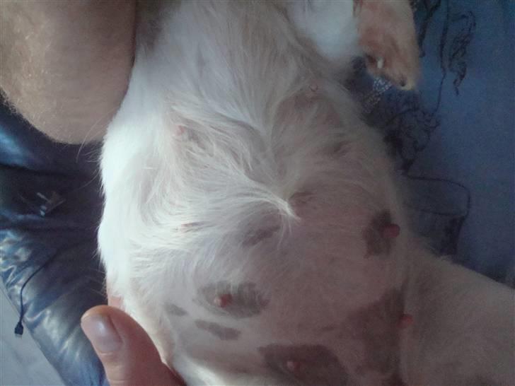 Chihuahua Fendi - Fendi`s runde mave i 6. uge billede 15