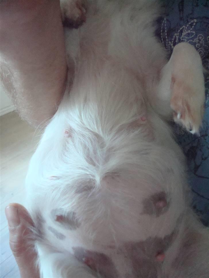 Chihuahua Fendi - 6 uger henne ;o)) billede 16