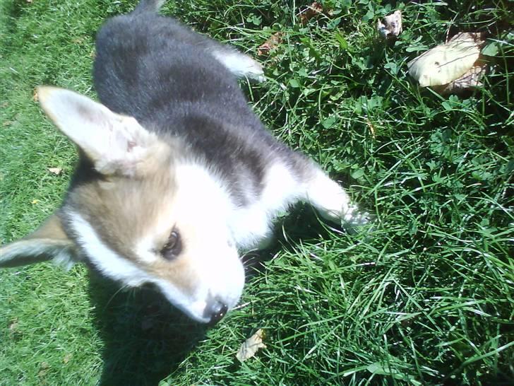 Blanding af racer Hero *udtales dansk*  billede 6