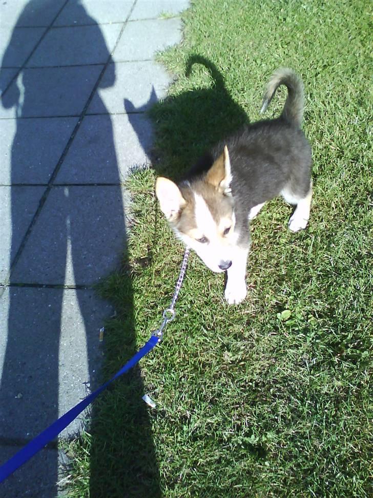 Blanding af racer Hero *udtales dansk*  billede 7