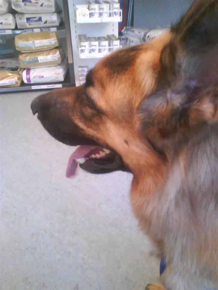 Schæferhund Silver - Silver, 2 minutter inden han døde. billede 9