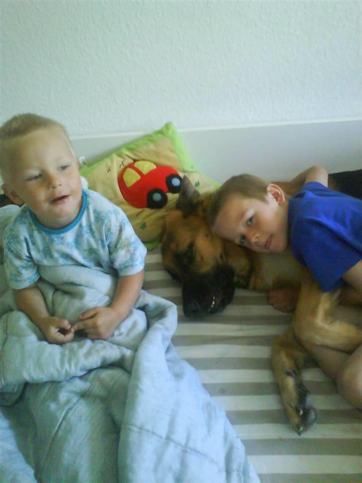 Schæferhund Silver billede 10