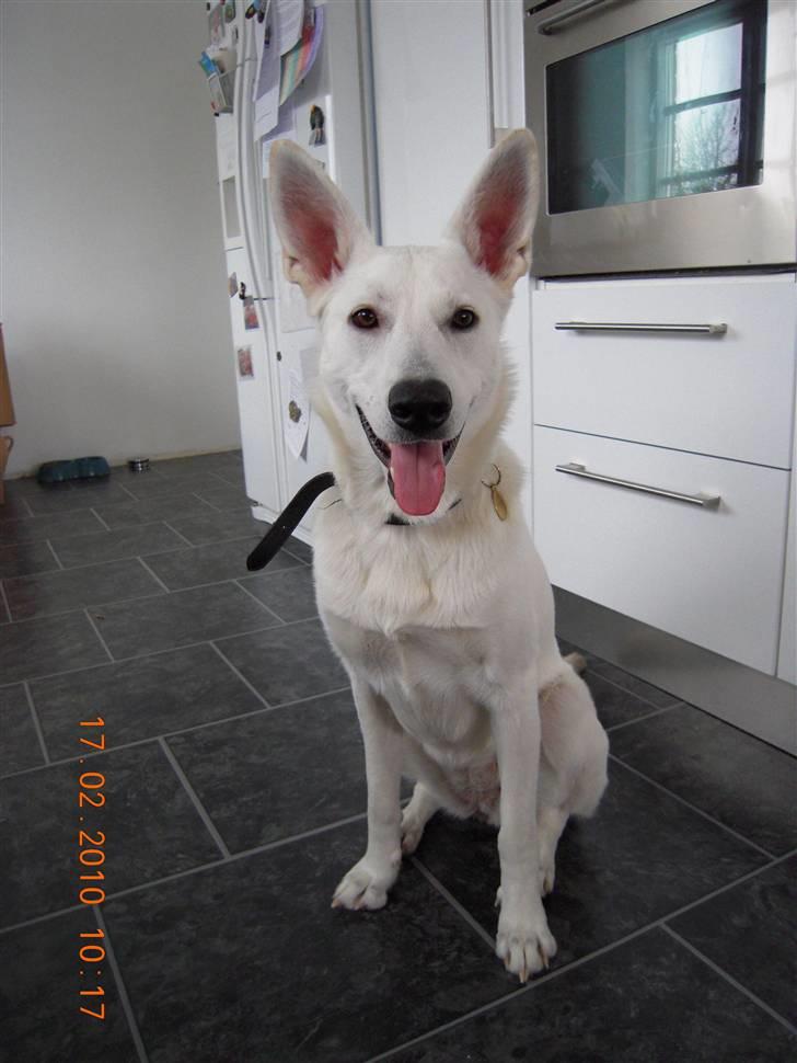 Hvid schæfer Nala billede 3