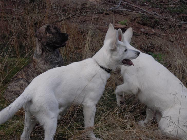 Hvid schæfer Nala billede 4