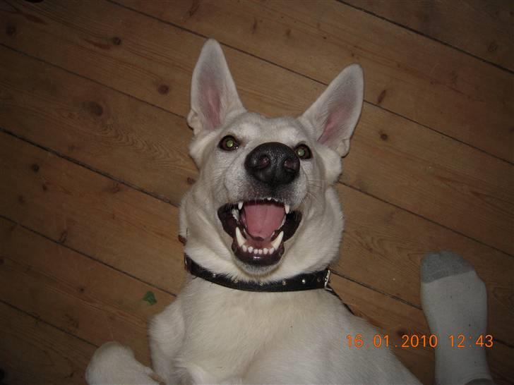 Hvid schæfer Nala - hvad var det billede 5