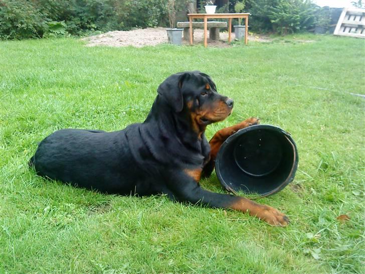 Rottweiler loke billede 16