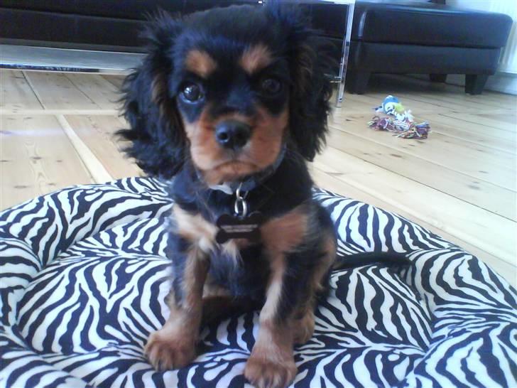 Cavalier king charles spaniel (Souvinier's) Charlie - Charlie d. 1/9... 9½ uge billede 3