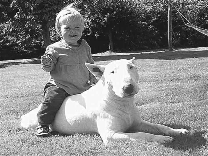 Bullterrier Brauners Hender (Eddie) (Himmelhund) billede 12