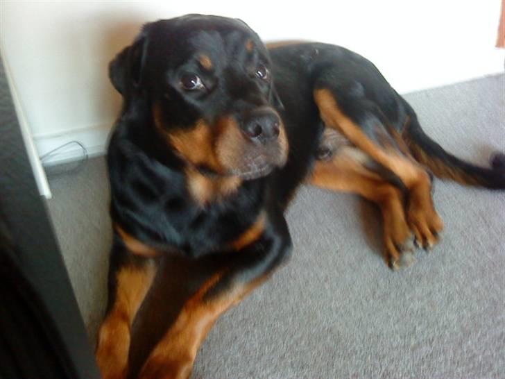 Rottweiler Tyson (Desværre død :'( ) - Dejlige mig :) billede 12